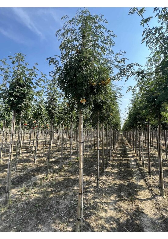 Eberesche 'Schouten' | Sorbus arnoldiana 'Schouten'