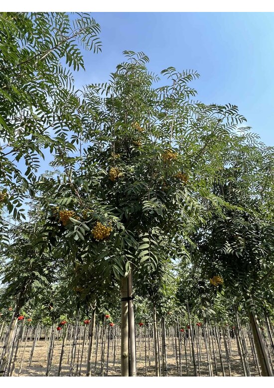 Eberesche 'Schouten' | Sorbus arnoldiana 'Schouten'