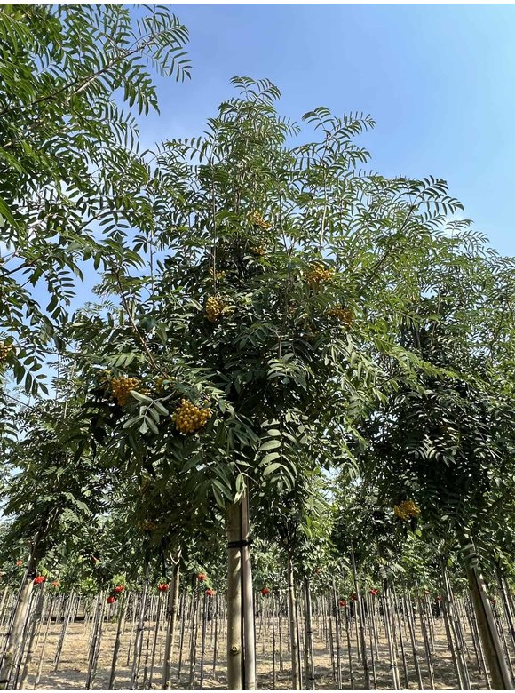 Eberesche 'Schouten' | Sorbus arnoldiana 'Schouten' Eberesche 'Schouten' | Sorbus arnoldiana 'Schouten'