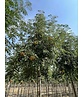 Eberesche 'Schouten' | Sorbus arnoldiana 'Schouten'