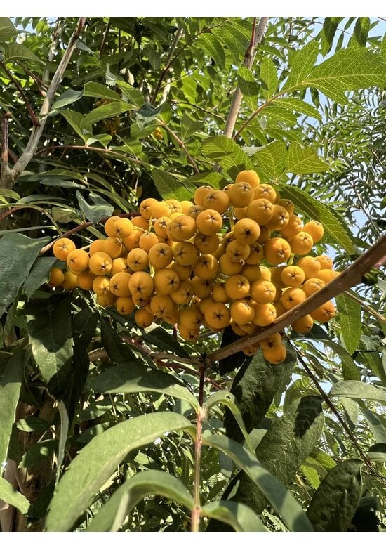 Eberesche 'Schouten' | Sorbus arnoldiana 'Schouten'
