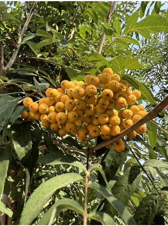 Eberesche 'Schouten' | Sorbus arnoldiana 'Schouten' Eberesche 'Schouten' | Sorbus arnoldiana 'Schouten'