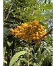 Eberesche 'Schouten' | Sorbus arnoldiana 'Schouten'