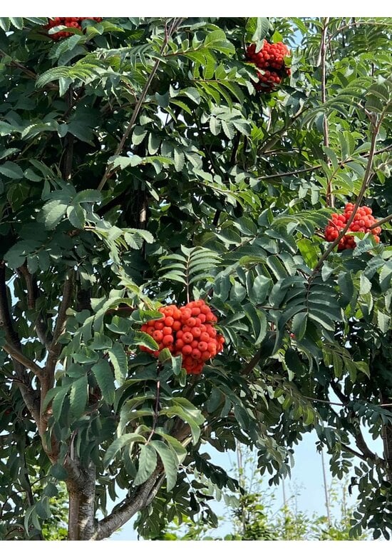 Säulen-Eberesche 'Sheerwater Seedling' | Sorbus aucuparia 'Sheerwater Seedling'