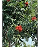 Säulen-Eberesche 'Sheerwater Seedling' | Sorbus aucuparia 'Sheerwater Seedling' Säulen-Eberesche 'Sheerwater Seedling' | Sorbus aucuparia 'Sheerwater Seedling'