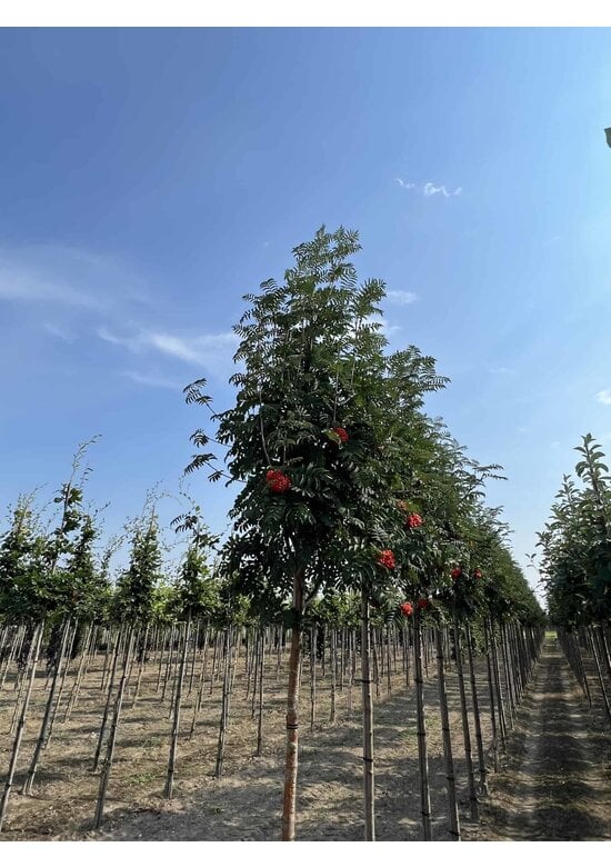 Säulen-Eberesche 'Sheerwater Seedling' | Sorbus aucuparia 'Sheerwater Seedling'