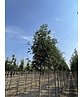 Säulen-Eberesche 'Sheerwater Seedling' | Sorbus aucuparia 'Sheerwater Seedling' Säulen-Eberesche 'Sheerwater Seedling' | Sorbus aucuparia 'Sheerwater Seedling'