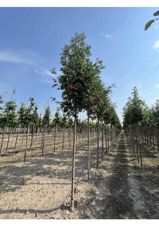 Säulen-Eberesche 'Sheerwater Seedling' | Sorbus aucuparia 'Sheerwater Seedling'