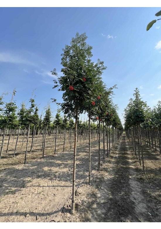Säulen-Eberesche 'Sheerwater Seedling' | Sorbus aucuparia 'Sheerwater Seedling'