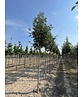 Säulen-Eberesche 'Sheerwater Seedling' | Sorbus aucuparia 'Sheerwater Seedling' Säulen-Eberesche 'Sheerwater Seedling' | Sorbus aucuparia 'Sheerwater Seedling'