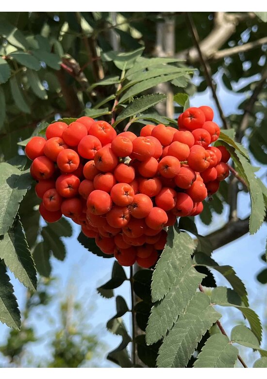 Säulen-Eberesche 'Sheerwater Seedling' | Sorbus aucuparia 'Sheerwater Seedling' Säulen-Eberesche 'Sheerwater Seedling' | Sorbus aucuparia 'Sheerwater Seedling'