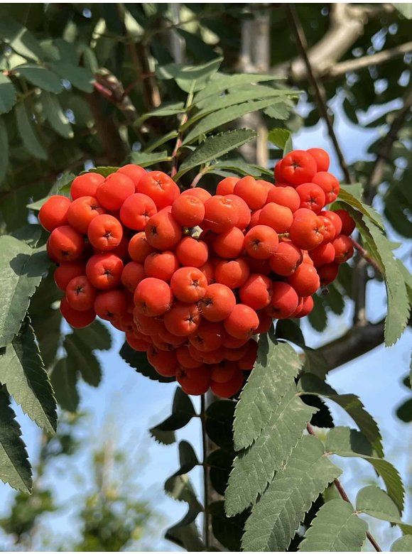 Säulen-Eberesche 'Sheerwater Seedling' | Sorbus aucuparia 'Sheerwater Seedling' Säulen-Eberesche 'Sheerwater Seedling' | Sorbus aucuparia 'Sheerwater Seedling'