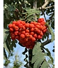 Säulen-Eberesche 'Sheerwater Seedling' | Sorbus aucuparia 'Sheerwater Seedling' Säulen-Eberesche 'Sheerwater Seedling' | Sorbus aucuparia 'Sheerwater Seedling'