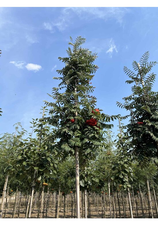 Säulen-Vogelbeere - Säulen-Eberesche 'Fastigiata' | Sorbus aucuparia 'Fastigiata'