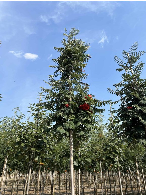 Säulen-Vogelbeere - Säulen-Eberesche 'Fastigiata' | Sorbus aucuparia 'Fastigiata' Säulen-Vogelbeere - Säulen-Eberesche 'Fastigiata' | Sorbus aucuparia 'Fastigiata'