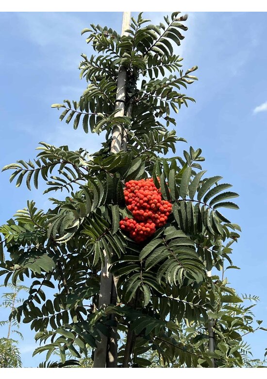 Säulen-Vogelbeere - Säulen-Eberesche 'Fastigiata' | Sorbus aucuparia 'Fastigiata'
