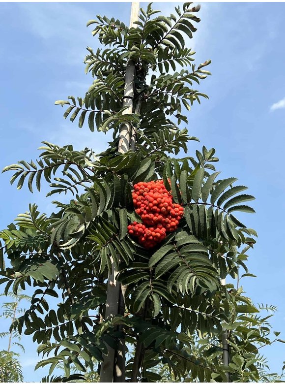 Säulen-Vogelbeere - Säulen-Eberesche 'Fastigiata' | Sorbus aucuparia 'Fastigiata' Säulen-Vogelbeere - Säulen-Eberesche 'Fastigiata' | Sorbus aucuparia 'Fastigiata'