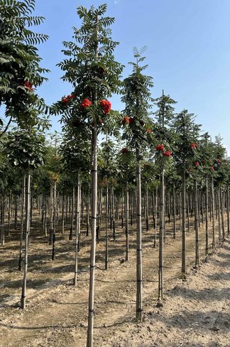 Säulen-Vogelbeere - Säulen-Eberesche 'Fastigiata' | Sorbus aucuparia 'Fastigiata'