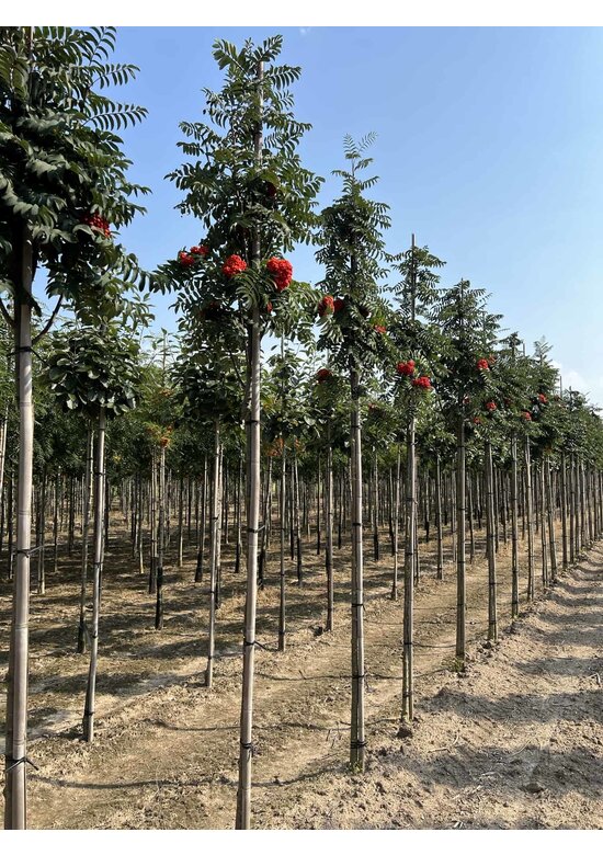 Säulen-Vogelbeere - Säulen-Eberesche 'Fastigiata' | Sorbus aucuparia 'Fastigiata'