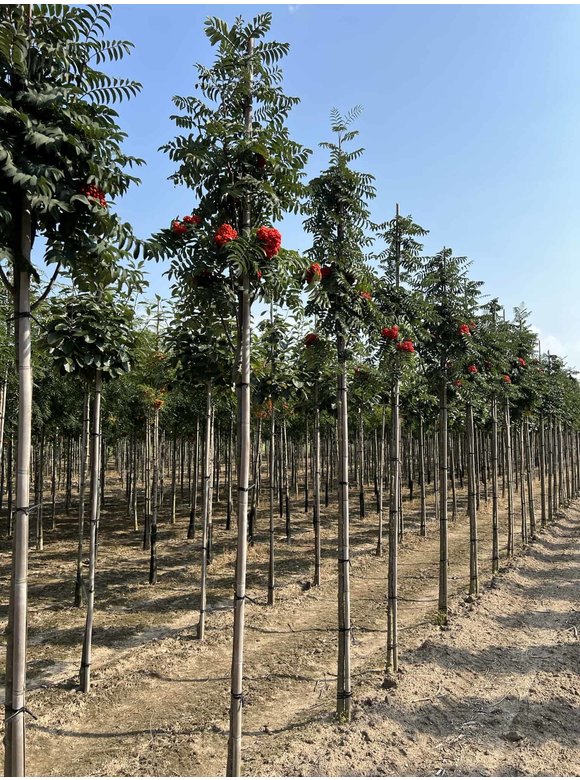 Säulen-Vogelbeere - Säulen-Eberesche 'Fastigiata' | Sorbus aucuparia 'Fastigiata' Säulen-Vogelbeere - Säulen-Eberesche 'Fastigiata' | Sorbus aucuparia 'Fastigiata'