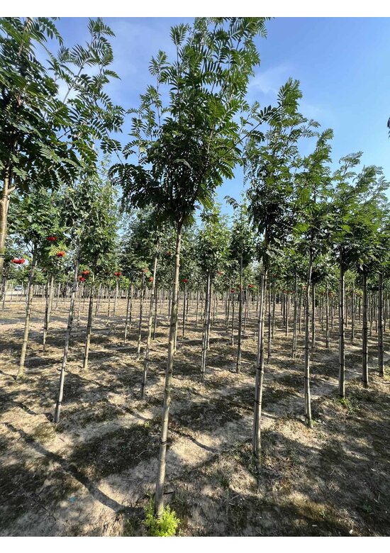 Eberesche 'Belmonte' | Sorbus commixta 'Belmonte'