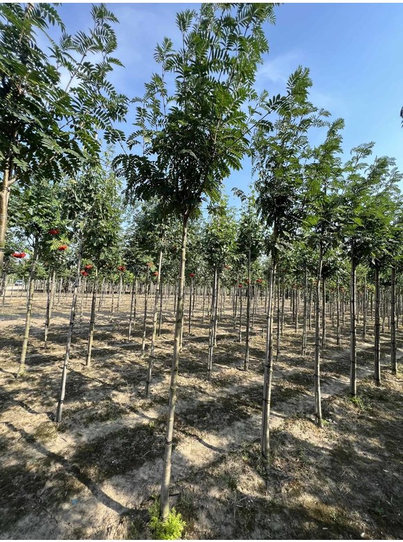 Eberesche 'Belmonte' | Sorbus commixta 'Belmonte' Eberesche 'Belmonte' | Sorbus commixta 'Belmonte'