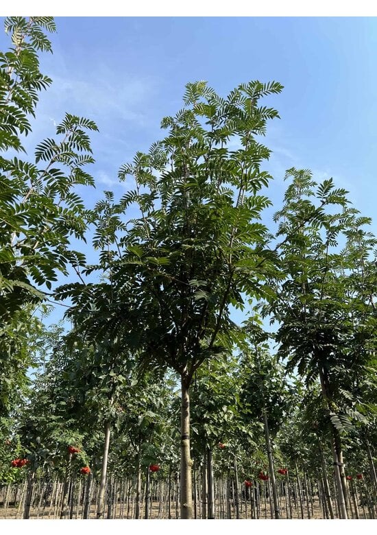 Eberesche 'Belmonte' | Sorbus commixta 'Belmonte'