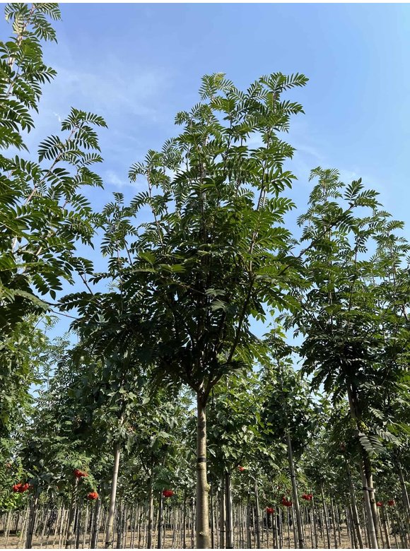 Eberesche 'Belmonte' | Sorbus commixta 'Belmonte' Eberesche 'Belmonte' | Sorbus commixta 'Belmonte'