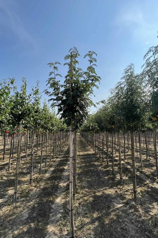 Eberesche 'Belmonte' | Sorbus commixta 'Belmonte' Eberesche 'Belmonte' | Sorbus commixta 'Belmonte'