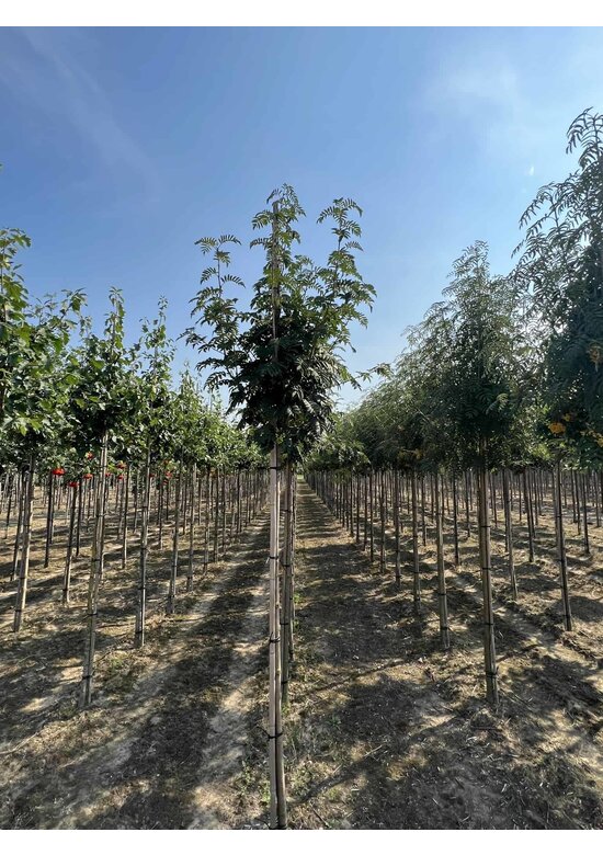 Eberesche 'Belmonte' | Sorbus commixta 'Belmonte'