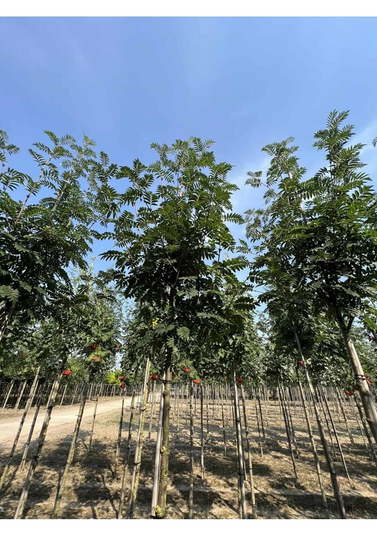 Eberesche 'Belmonte' | Sorbus commixta 'Belmonte'