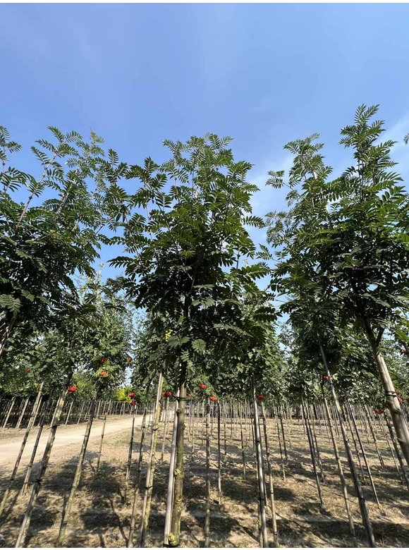 Eberesche 'Belmonte' | Sorbus commixta 'Belmonte' Eberesche 'Belmonte' | Sorbus commixta 'Belmonte'