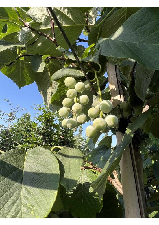 Storaxbaum | Styrax obassia