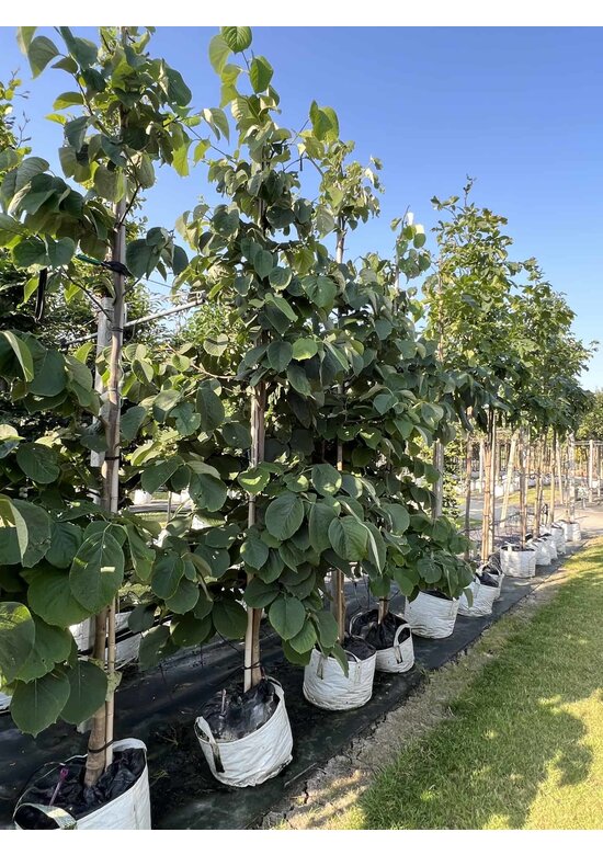 Rundblättrige Storaxbaum | Styrax obassia