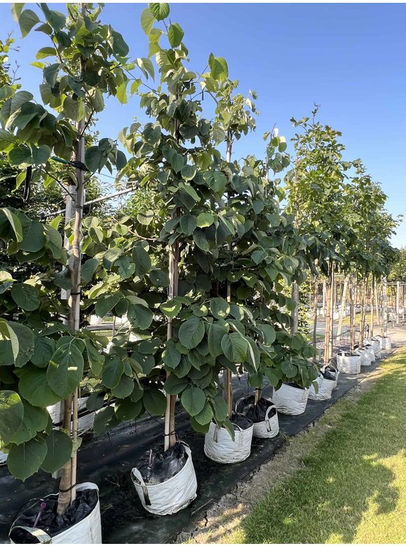 Storaxbaum | Styrax obassia Storaxbaum | Styrax obassia