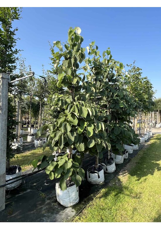 Rundblättrige Storaxbaum | Styrax obassia