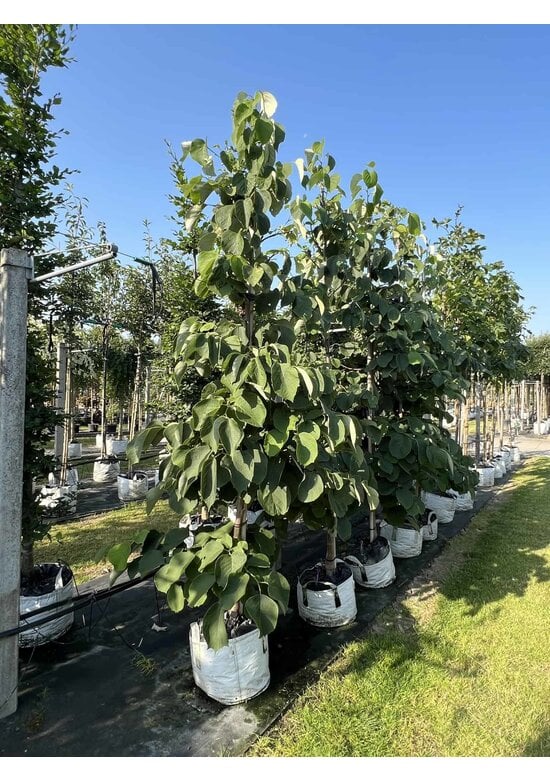 Rundblättrige Storaxbaum | Styrax obassia