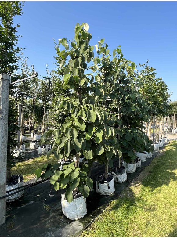 Storaxbaum | Styrax obassia Storaxbaum | Styrax obassia