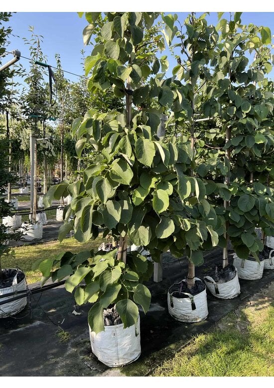 Rundblättrige Storaxbaum | Styrax obassia