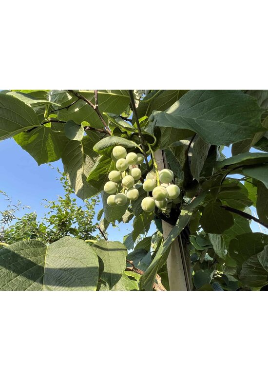 Rundblättrige Storaxbaum | Styrax obassia