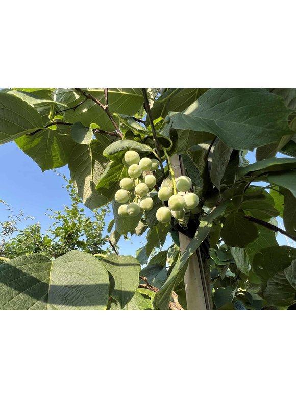 Storaxbaum | Styrax obassia Storaxbaum | Styrax obassia