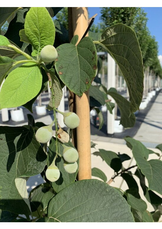 Rundblättrige Storaxbaum | Styrax obassia