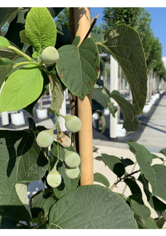 Rundblättrige Storaxbaum | Styrax obassia