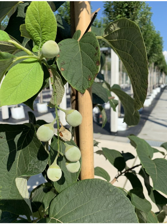 Storaxbaum | Styrax obassia Storaxbaum | Styrax obassia