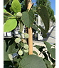 Storaxbaum | Styrax obassia