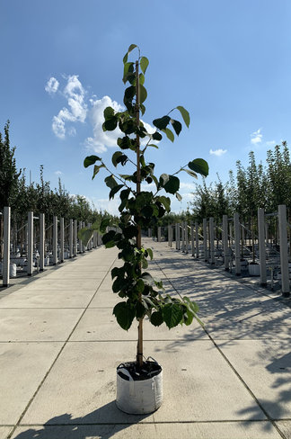 Rundblättrige Storaxbaum | Styrax obassia