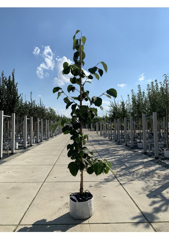 Rundblättrige Storaxbaum | Styrax obassia