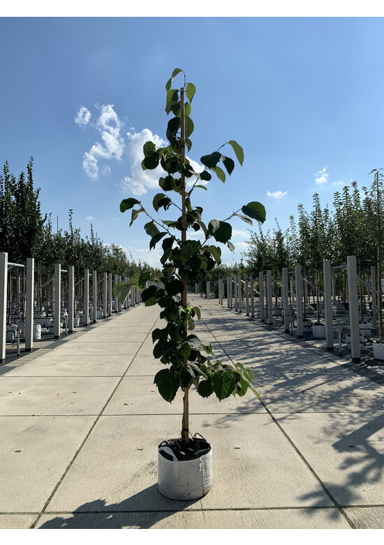 Rundblättrige Storaxbaum | Styrax obassia
