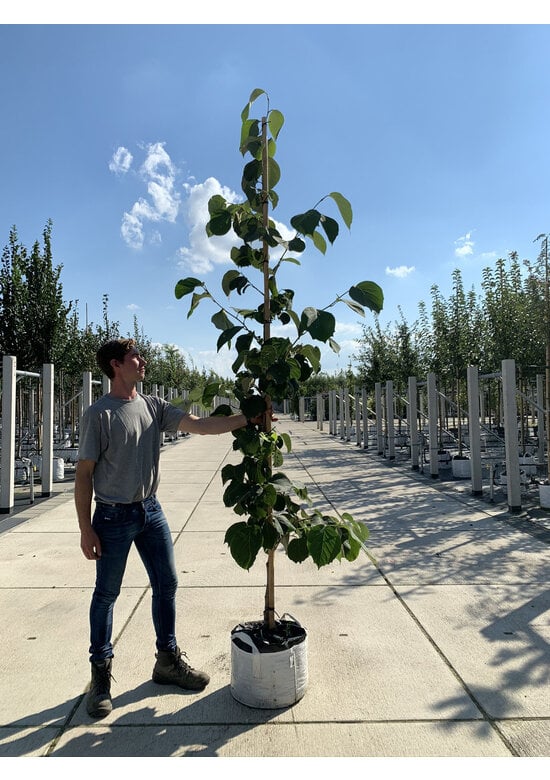 Rundblättrige Storaxbaum | Styrax obassia