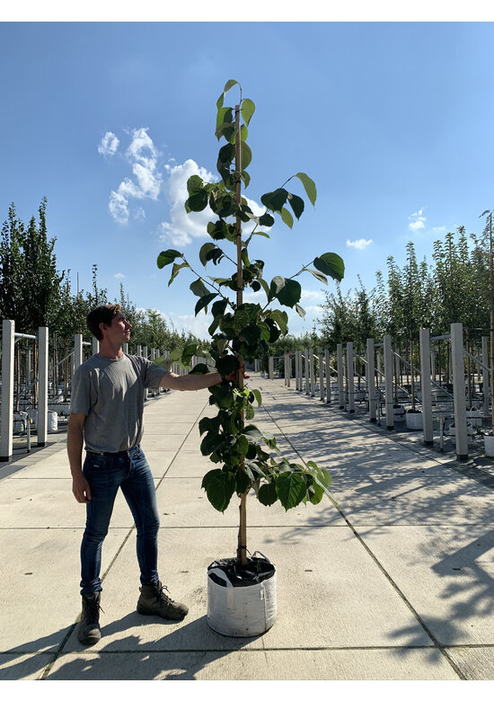 Storaxbaum | Styrax obassia